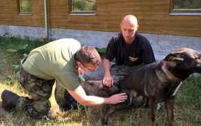 veterinarni_pece.jpg